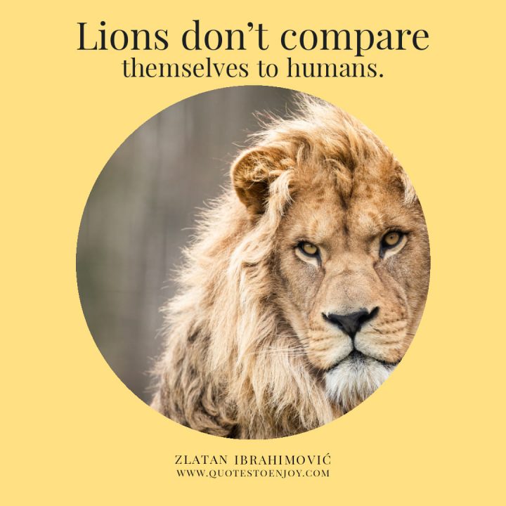 Lions don't compare themselves with humans - Zlatan Ibrahimovic