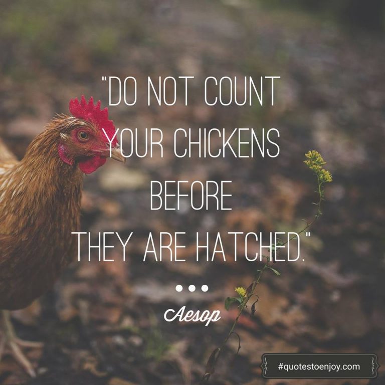 donotcountyourchickensbeforetheyarehatched QuotesToEnjoy